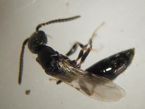 Epyris niger